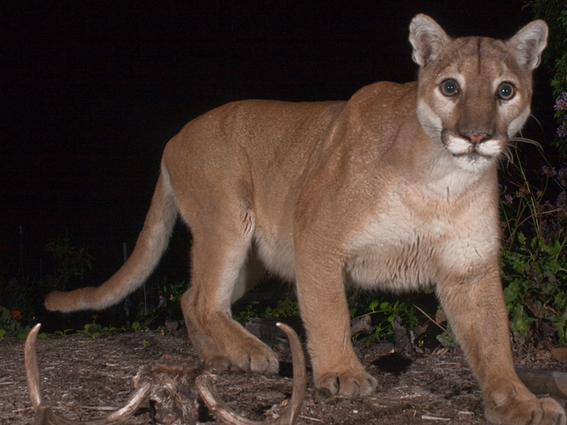 Illustration for article titled Cougars Will Repopulate American Midwest In Next 25 Years